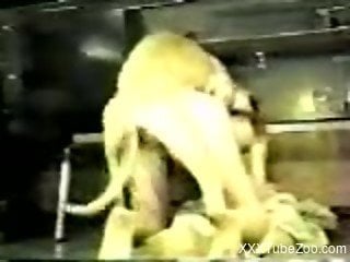 Strong dog fuck scenes with a horny babe enduring doggy style zooph...