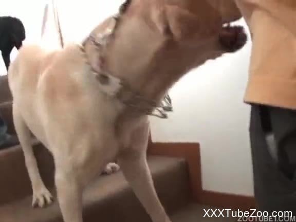 Asian Girl Fucks Dog - Asian girl is in seventh heaven being fucked by dog