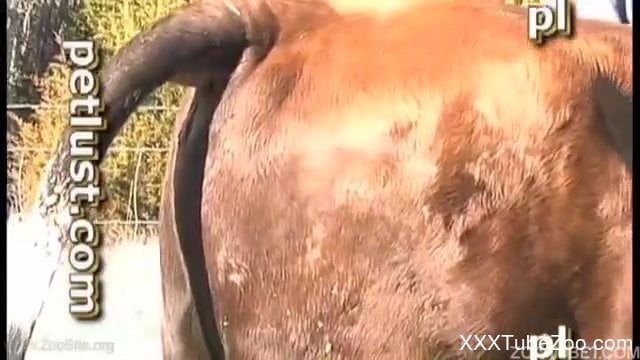 640px x 360px - Boy jerks off bull to make him get rid of tension