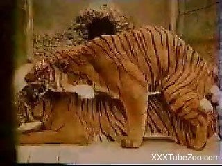 Tigers fucking at the zoo drives this guy horny