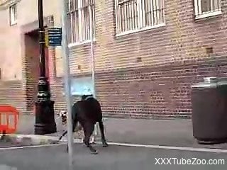 Dogs on the street make horny zoo lover quite needy