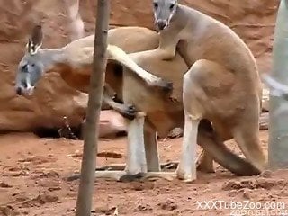 Kinky kangaroos fucking like crazy in a voyeur vid