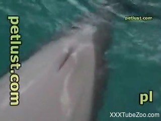 Sexy dolphin cock getting stroked in a POV video