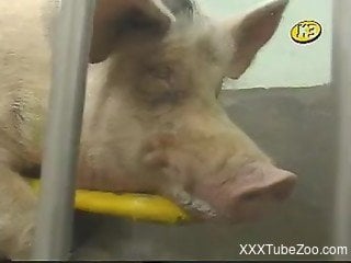 Pig's cock getting jerked in front of the camera