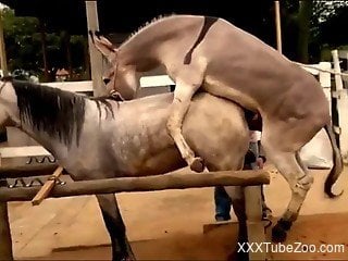Two horses fucking like crazy in an outdoor video
