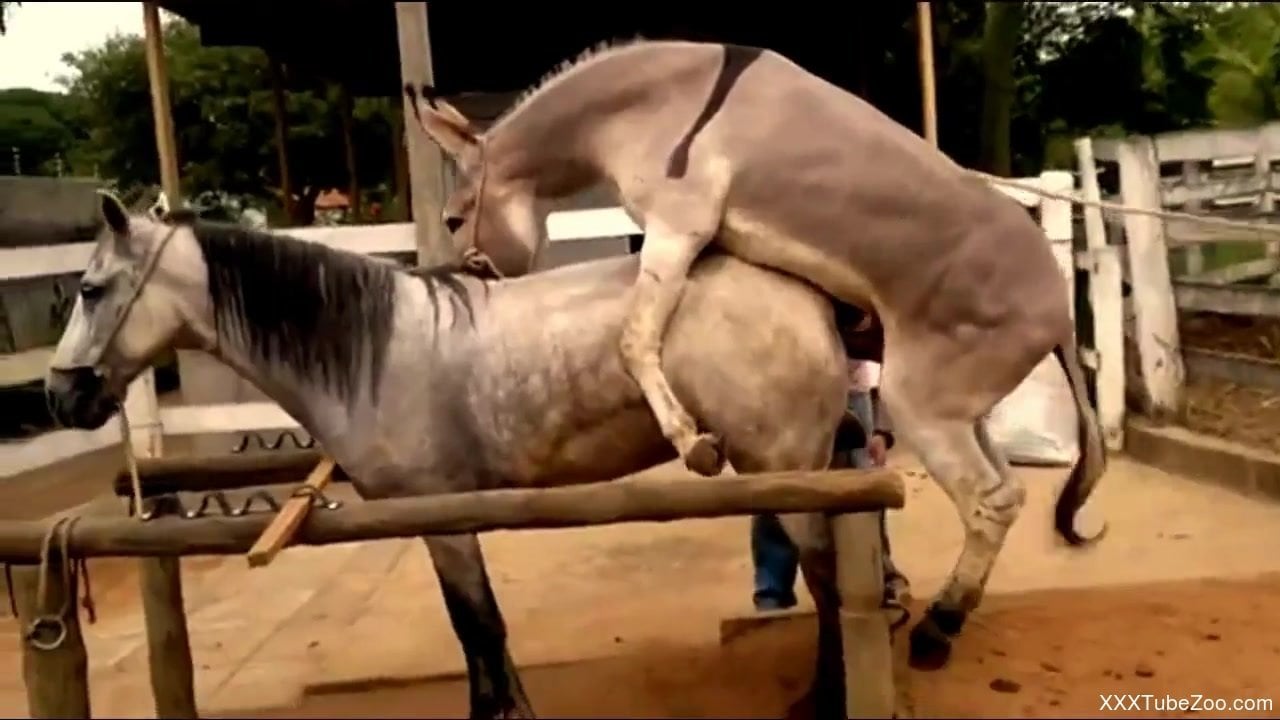 Two horses fucking like crazy in an outdoor video