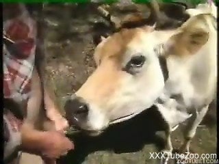 Dude fucks a horny horned animal from behind