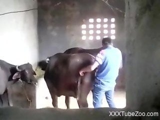 Dude fucking a cow and then cumming inside that hole