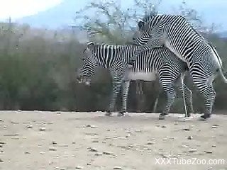 Sexy zebras enjoying hardcore fucking outdoors