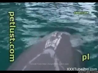 Dude jerking a dolphin's curved cock for the cam