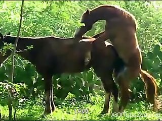 Two horses fuck like crazy in an outdoor porn video