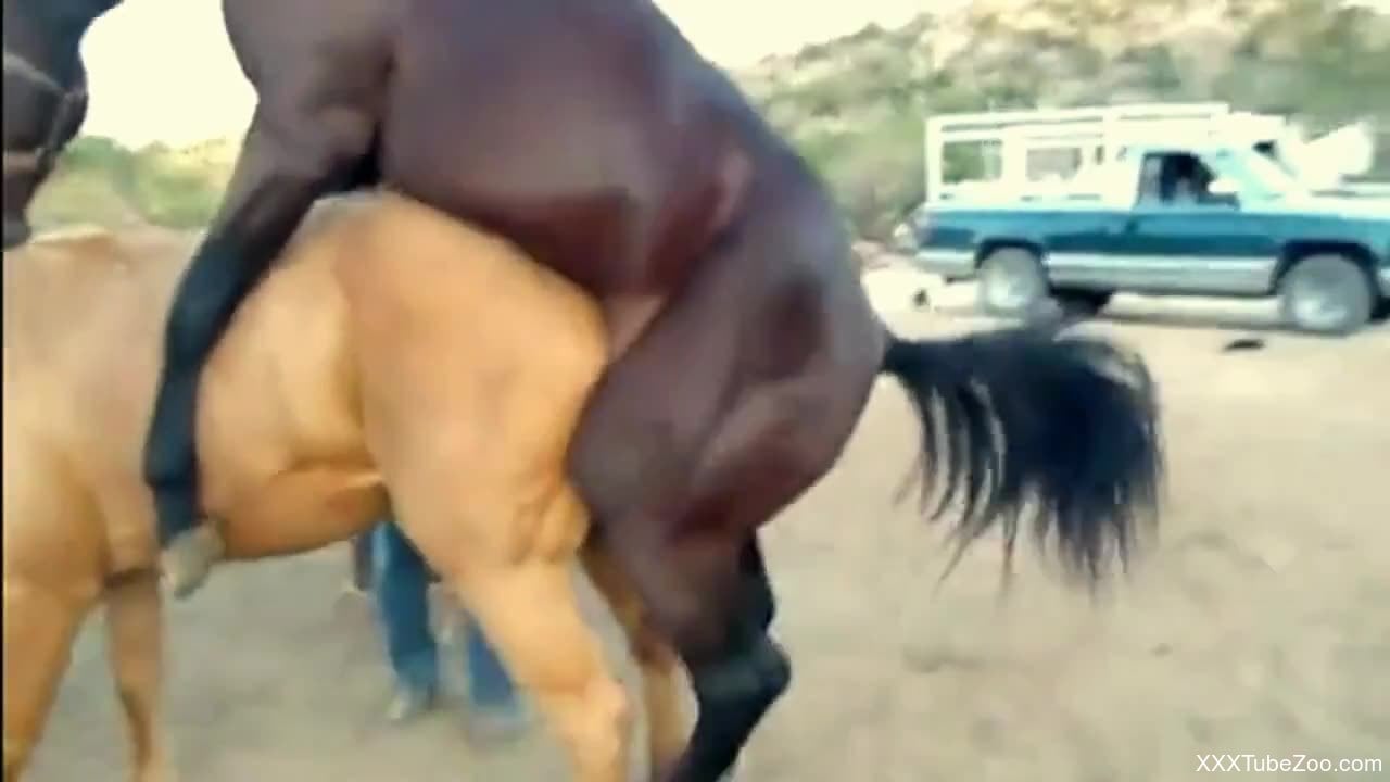 Brown horse fucking a sexy mare into submission