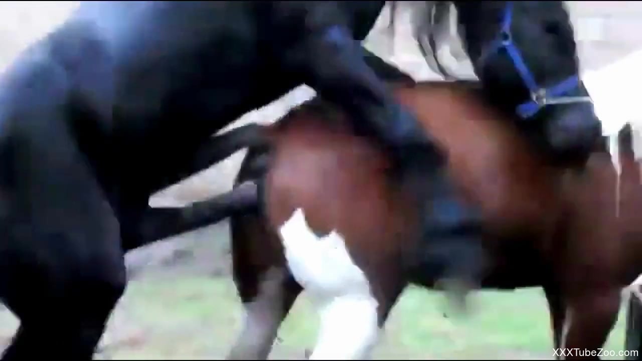 Horse Fucking Cow