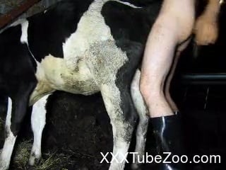 Cow Fucking Porn