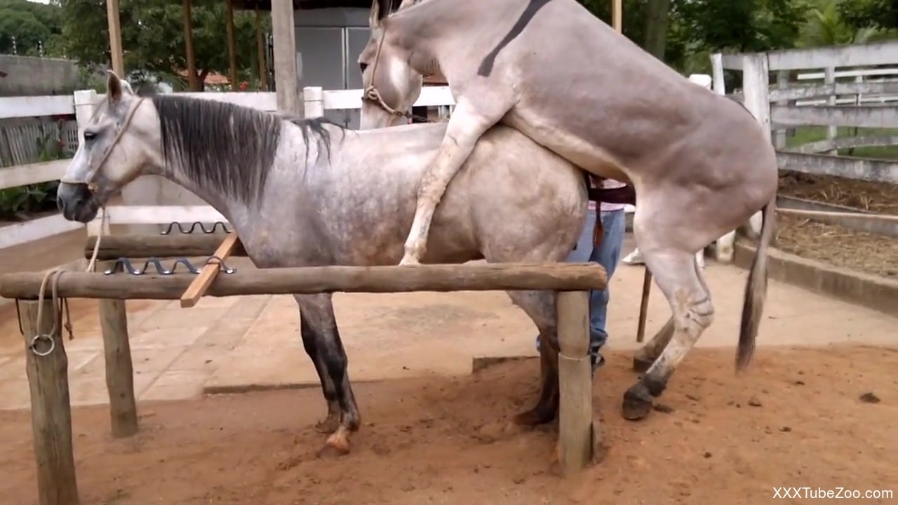 Sexy animal fucking a seductive mare in a free porn vid