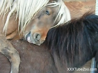 Dude jerks a horse's hot cock after it fucks the mare