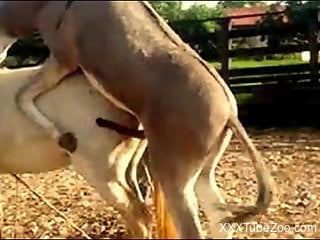 Donkey fuck Horse