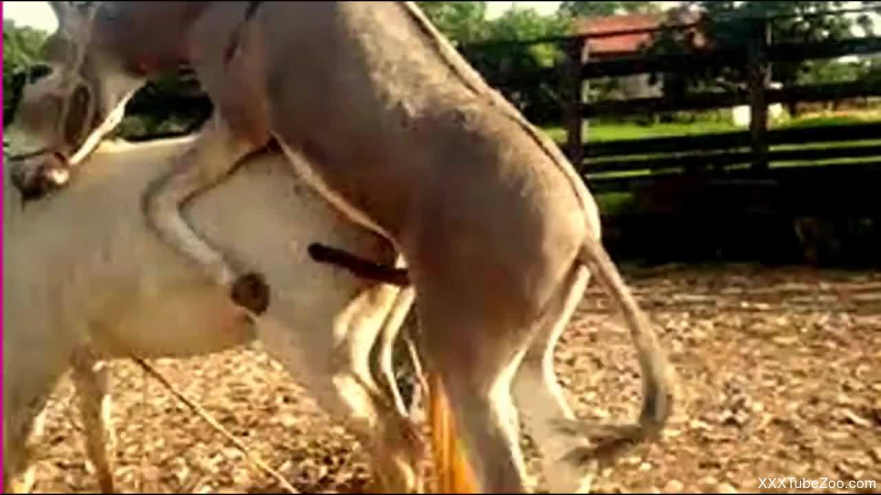 Horse And Donkey Sex - Donkey fuck Horse