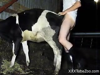 Man gets fucking with a cow and cums hard on its ass