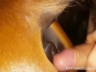 Anal horse porn makes the zoo fuck lover to go deep