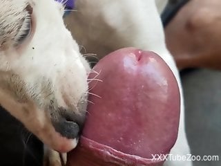 Dude's cock getting thoroughly licked by a dog in POV