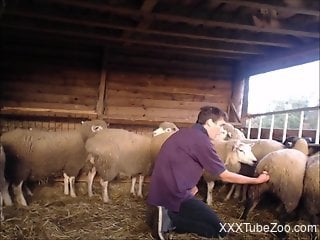 Horny farmer fingering sheep in order to find the right one