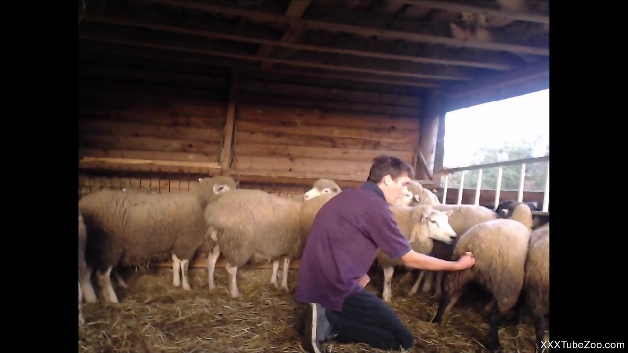 Horny farmer fingering sheep in order to find the right one