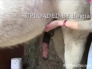 Zoophile massaging the animal's HUGE cock for the cam