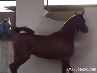 Mare shows off her pussy in a voyeur-style porn video