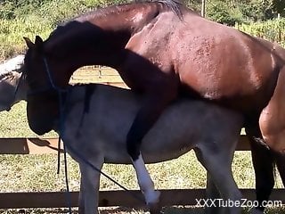 Horse fucks donkey while horny zoo lover watches
