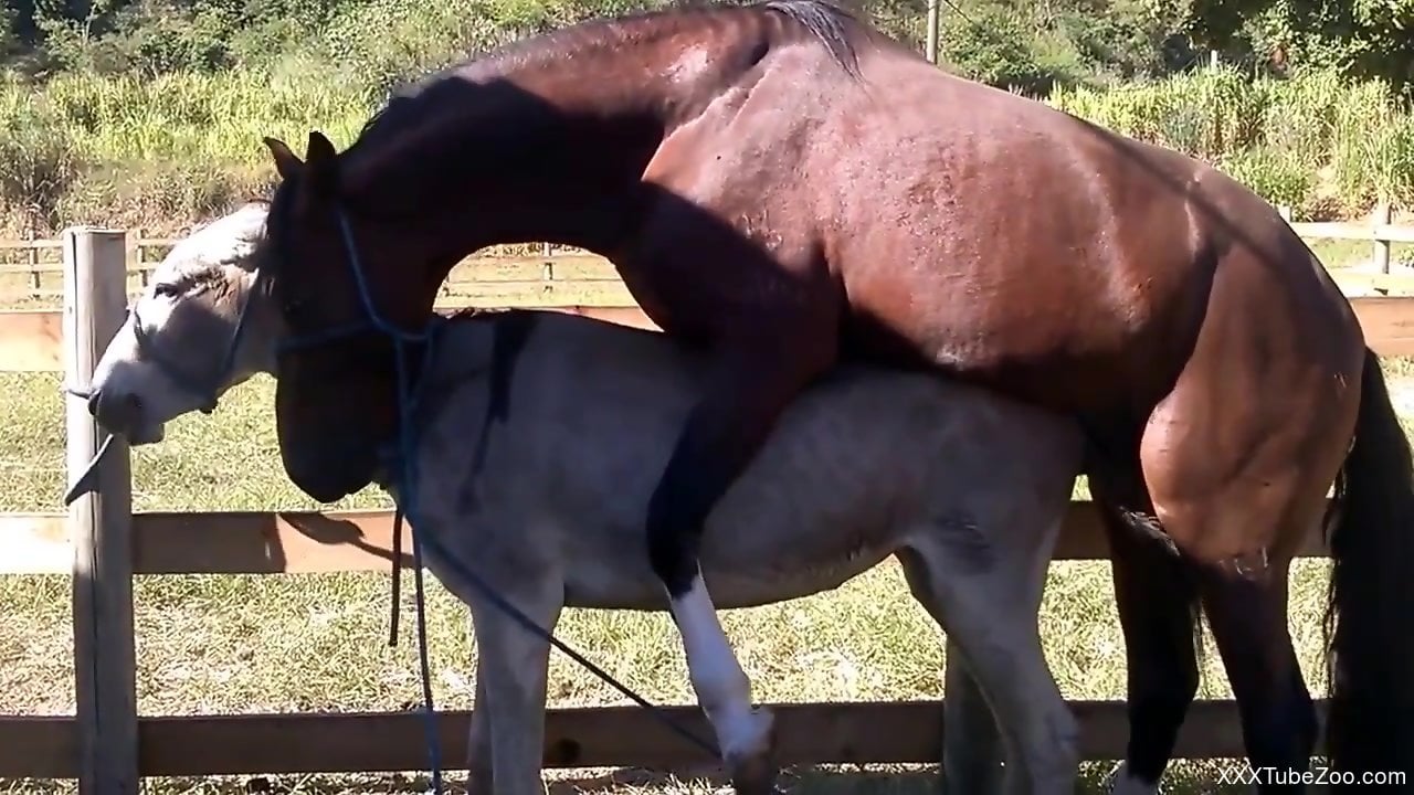 Horse fucks donkey while horny zoo lover watches