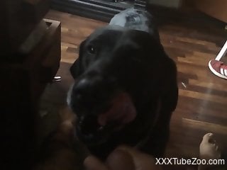 Horny man jerks off and the dog licks his dick and balls