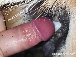 Perfect mare pussy gets pumped full of fresh semen