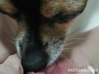 Wet pussy gets licked by a really horny beast