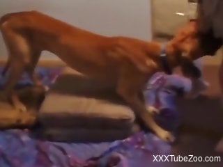 Dog fucks sexy ass woman from behind until she swallows