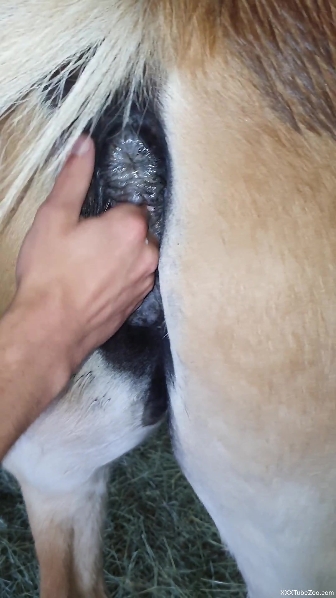 Mare Horse Pussy Fingering - Man feels aroused when fingering the horse's cunt