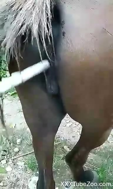 Mare pussy Mare pussy is going to get stretched by a big human cock