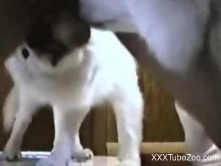 Dude's dick getting pleasured by a naïve puppy