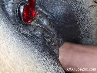 Buttplug featured in a hot zoophilic pussy gape vid