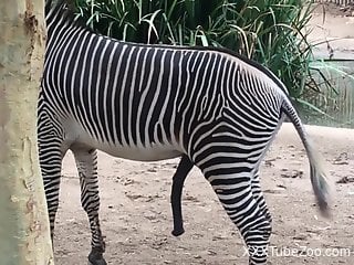 Zebra cock is the hottest kinda cock there is