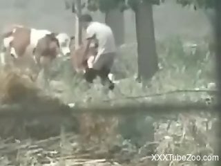 Horny dude finds a perfect cow to fuck and fucks it silly