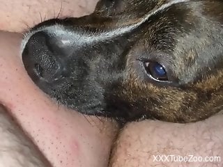 Animal cannot stop with oral pleasure in a hot vid