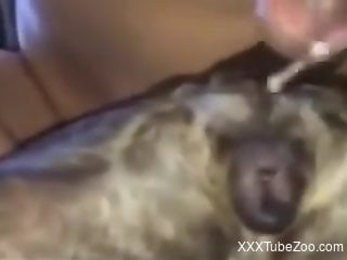 Animal Porn Low Quality Video - Zoofilia Porn : dog porn