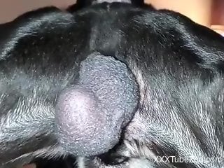 Dog is dicking and licking in a closeup porn vid