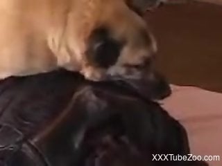 Sexy animal fucking a sexier lady with passion