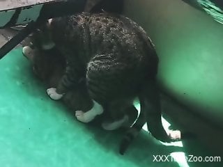Truly sexy cats fucking in a sneaky fashion today