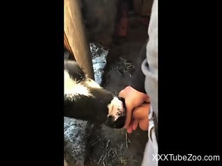 Horny dude masturbates while the veal licks his dick