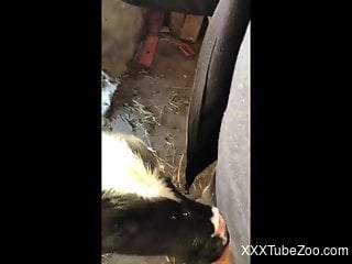Horny dude masturbates while the veal licks his dick