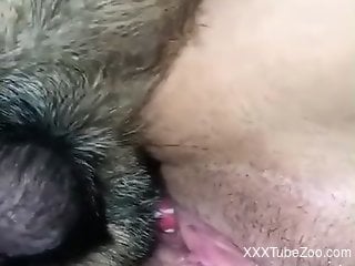 Aroused woman enjoys tasty dog dick fully in her wet cunt