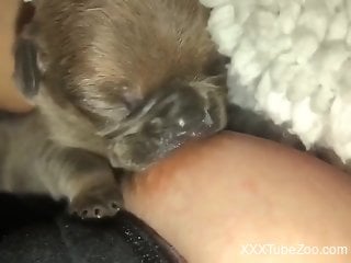 Small puppy sucks woman's hard nipples while she masturbates